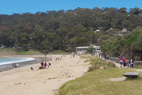 Surf Coast And Livewire Tour - New Castle Holiday 13