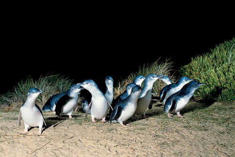 Penguins Walks And Wildlife In The Wild - New Castle Holiday 0