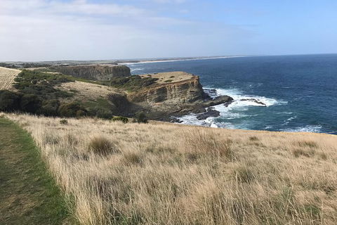 Penguins Walks And Wildlife In The Wild - New Castle Holiday 1