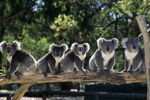 Private Melbourne Sightseeing Tour - New Castle Holiday 0