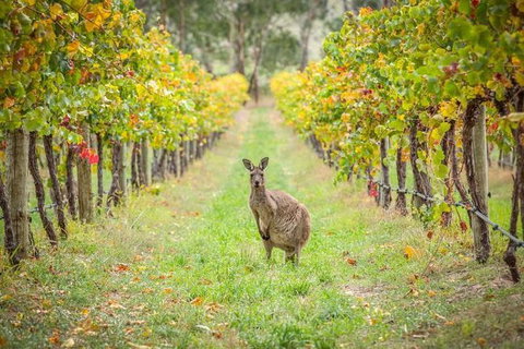 Small-Group Guided Yarra Valley Winery Tour With Wine Tasting - New Castle Holiday 1