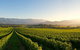 Small-Group Guided Yarra Valley Winery Tour With Wine Tasting - thumb 2