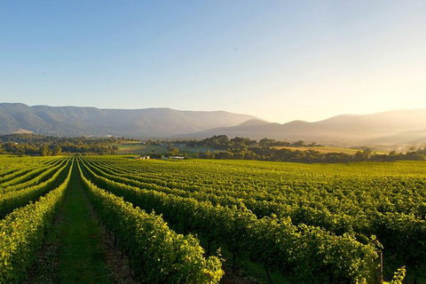 Small-Group Guided Yarra Valley Winery Tour With Wine Tasting - New Castle Holiday 2