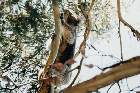 Small-Group Guided Yarra Valley Winery Tour With Wine Tasting - New Castle Holiday 11