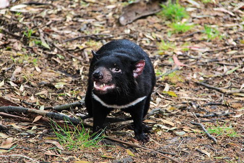 5-Day Best Of Tasmania Tour From Hobart - New Castle Holiday 8