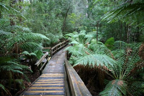 Small-group DayTour From Hobart: Hastings Caves, Huon Valley And Tahune AirWalk - New Castle Holiday 0