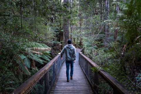 Small-group DayTour From Hobart: Hastings Caves, Huon Valley And Tahune AirWalk - New Castle Holiday 11