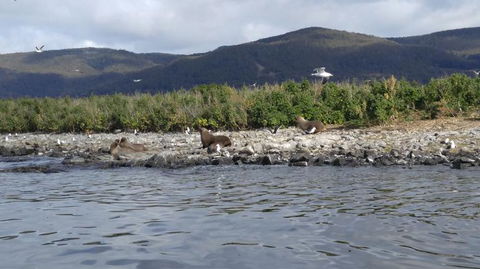 Fresh From The Ocean: Tasmanian Seafood Gourmet Full-Day Cruise Including Lunch - New Castle Holiday 11