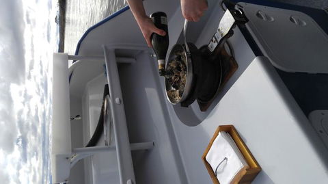 Fresh From The Ocean: Tasmanian Seafood Gourmet Full-Day Cruise Including Lunch - New Castle Holiday 9