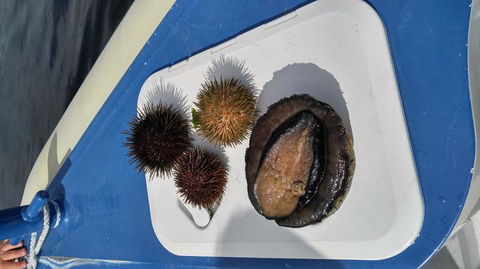 Fresh From The Ocean: Tasmanian Seafood Gourmet Full-Day Cruise Including Lunch - New Castle Holiday 6
