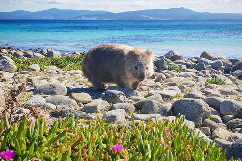 3-Day: Hobart Nature Walking Tour: Maria Island, Cape Raoul & Mount Field - New Castle Holiday 7
