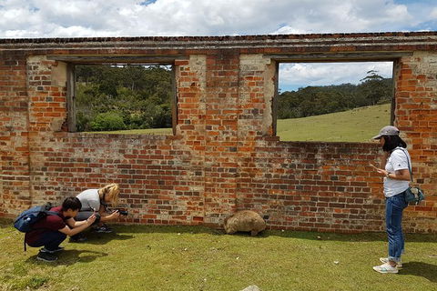 3-Day: Hobart Nature Walking Tour: Maria Island, Cape Raoul & Mount Field - New Castle Holiday 8