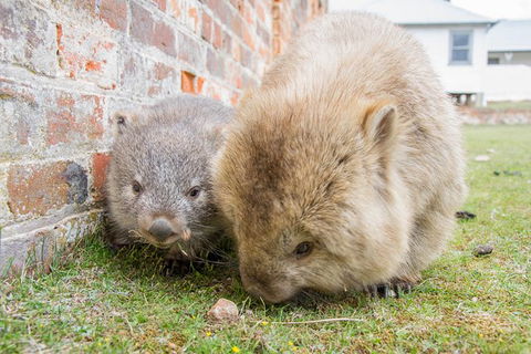 3-Day: Hobart Nature Walking Tour: Maria Island, Cape Raoul & Mount Field - New Castle Holiday 4