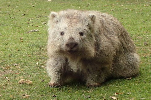 Maria Island Cruise + Walk. Renowned Day Tour With Drinks And Guided Walk - New Castle Holiday 7