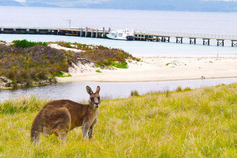 Maria Island Cruise + Walk. Renowned Day Tour With Drinks And Guided Walk - New Castle Holiday 12