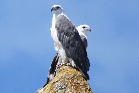 Maria Island Cruise + Walk. Renowned Day Tour With Drinks And Guided Walk - New Castle Holiday 3