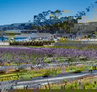 Private Tasman Peninsula Cruise Ship Tour from Port Arthur - New Castle Holiday