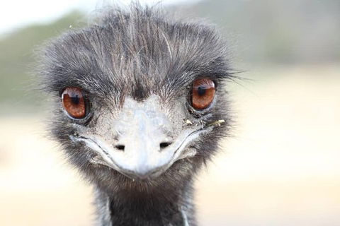 ZOODOO ZOO Tour, Meet The Famous Tasmanian Devil, Cuddle A Kangaroo, Feed A Lion - New Castle Holiday 1