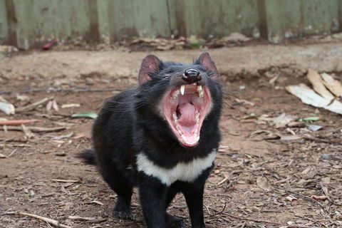 ZOODOO ZOO Tour, Meet The Famous Tasmanian Devil, Cuddle A Kangaroo, Feed A Lion - New Castle Holiday 0