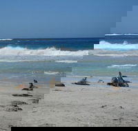 Kangaroo Island in a Day Tour from Adelaide - New Castle Holiday