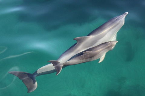 Dolphin Cruise From Adelaide With Optional Dolphin Swim - New Castle Holiday 2