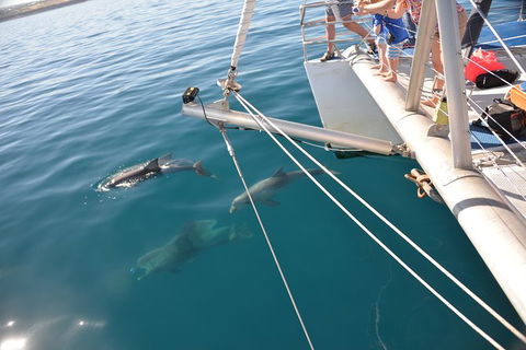 Dolphin Cruise From Adelaide With Optional Dolphin Swim - New Castle Holiday 6
