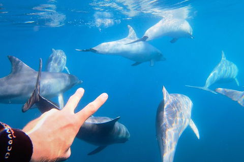 Dolphin Cruise From Adelaide With Optional Dolphin Swim - New Castle Holiday 4