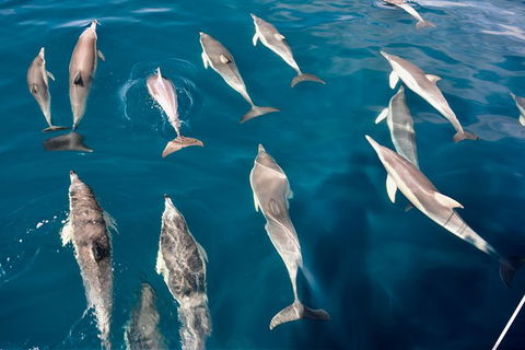 Dolphin Cruise From Adelaide With Optional Dolphin Swim - New Castle Holiday 5