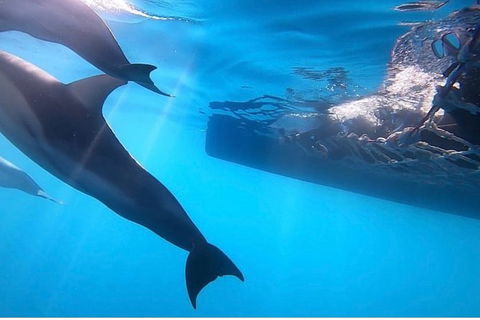 Dolphin Cruise From Adelaide With Optional Dolphin Swim - New Castle Holiday 7