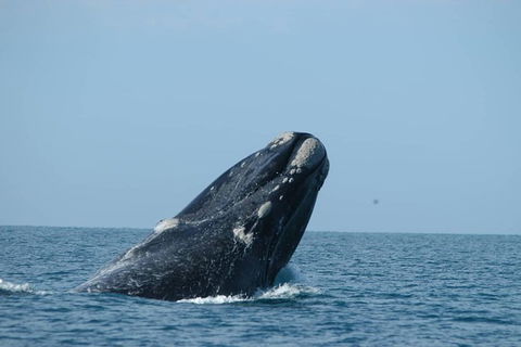 3 Day Whale Watching Tour From Adelaide - New Castle Holiday 5