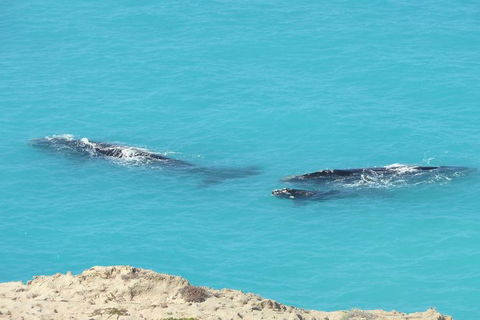 3 Day Whale Watching Tour From Adelaide - New Castle Holiday 7