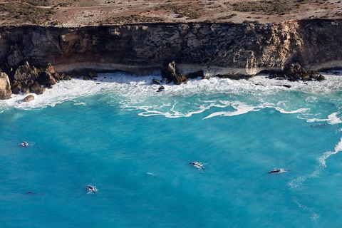 3 Day Whale Watching Tour From Adelaide - New Castle Holiday 14