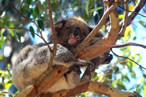 2-Day Kangaroo Island Tour From Adelaide - New Castle Holiday 13