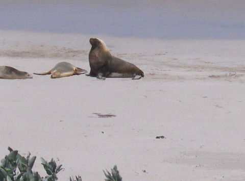 2-Day Kangaroo Island Tour From Adelaide - New Castle Holiday 21