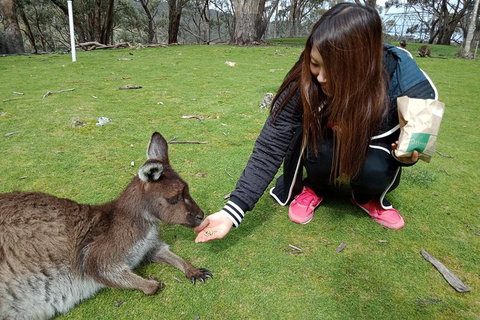 Adelaide Essentials Tour - New Castle Holiday 0