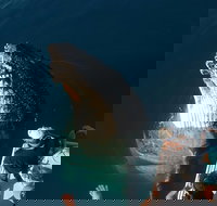 Hervey Bay Whale Watching Experience - New Castle Holiday