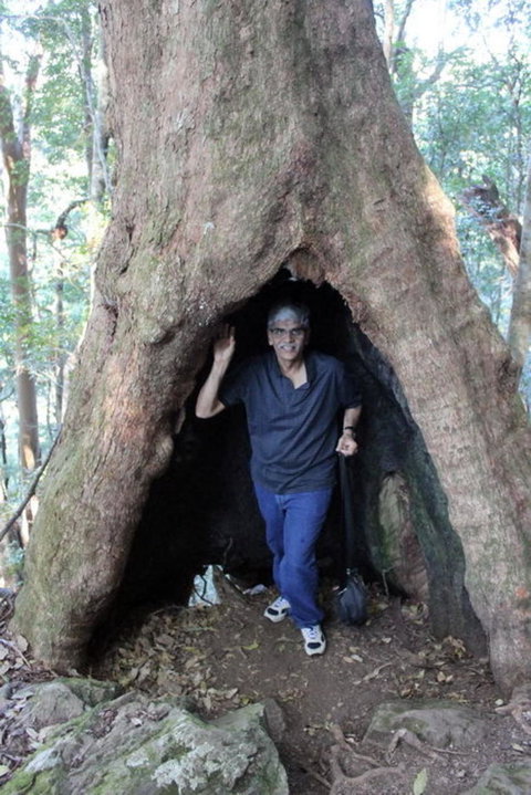 Springbrook National Park Discovery Full-Day Bushwalking Tour - New Castle Holiday 5