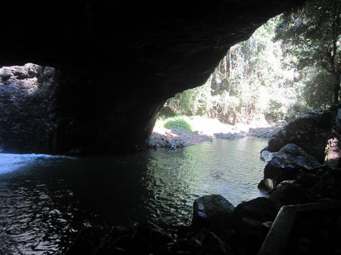 Springbrook National Park Discovery Full-Day Bushwalking Tour - New Castle Holiday 18