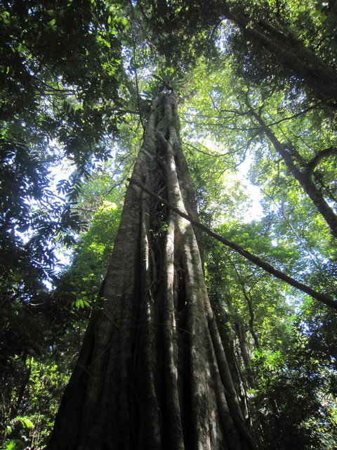 Springbrook National Park Discovery Full-Day Bushwalking Tour - New Castle Holiday 14