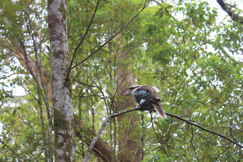 Springbrook National Park Discovery Full-Day Bushwalking Tour - New Castle Holiday 2