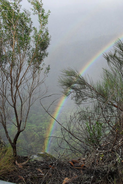 Springbrook National Park Discovery Full-Day Bushwalking Tour - New Castle Holiday 22