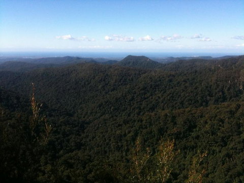 Springbrook National Park Discovery Full-Day Bushwalking Tour - New Castle Holiday 25