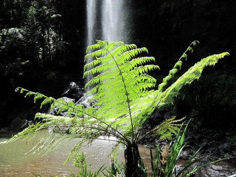 Springbrook National Park Discovery Full-Day Bushwalking Tour - New Castle Holiday 12