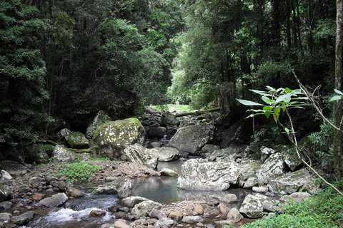 Springbrook National Park Discovery Full-Day Bushwalking Tour - New Castle Holiday 21