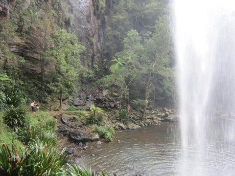 Springbrook National Park Discovery Full-Day Bushwalking Tour - New Castle Holiday 16