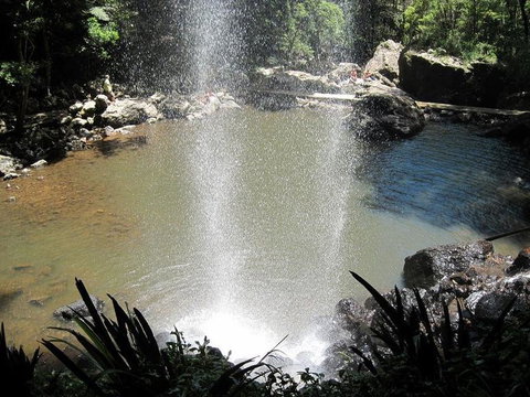 Springbrook National Park Discovery Full-Day Bushwalking Tour - New Castle Holiday 13