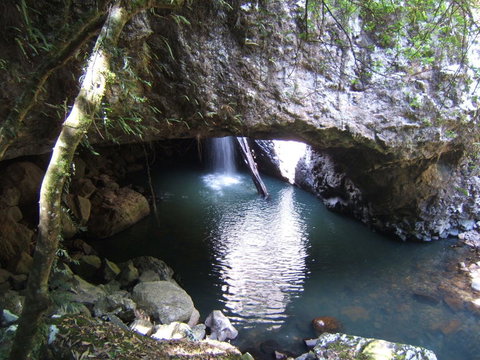 Springbrook National Park Discovery Full-Day Bushwalking Tour - New Castle Holiday 7