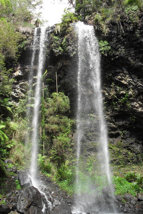 Springbrook National Park Discovery Full-Day Bushwalking Tour - New Castle Holiday 20
