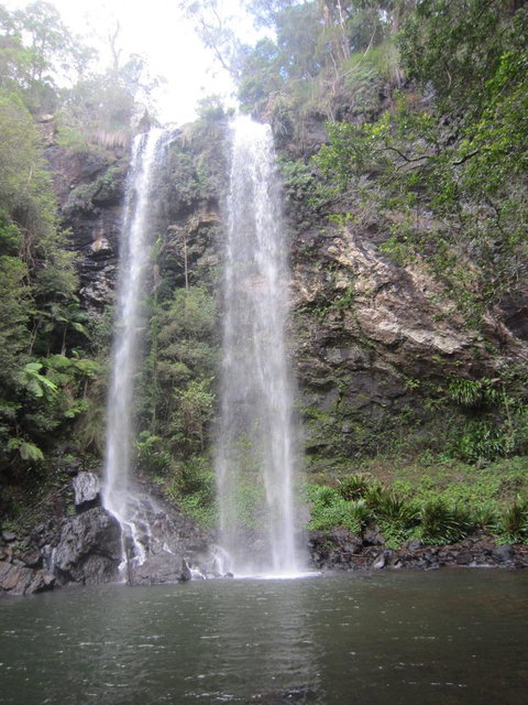 Springbrook National Park Discovery Full-Day Bushwalking Tour - New Castle Holiday 17