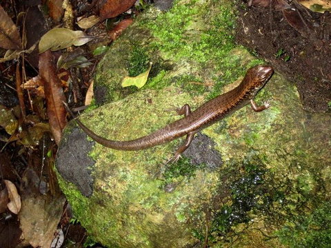 Springbrook National Park Discovery Full-Day Bushwalking Tour - New Castle Holiday 9